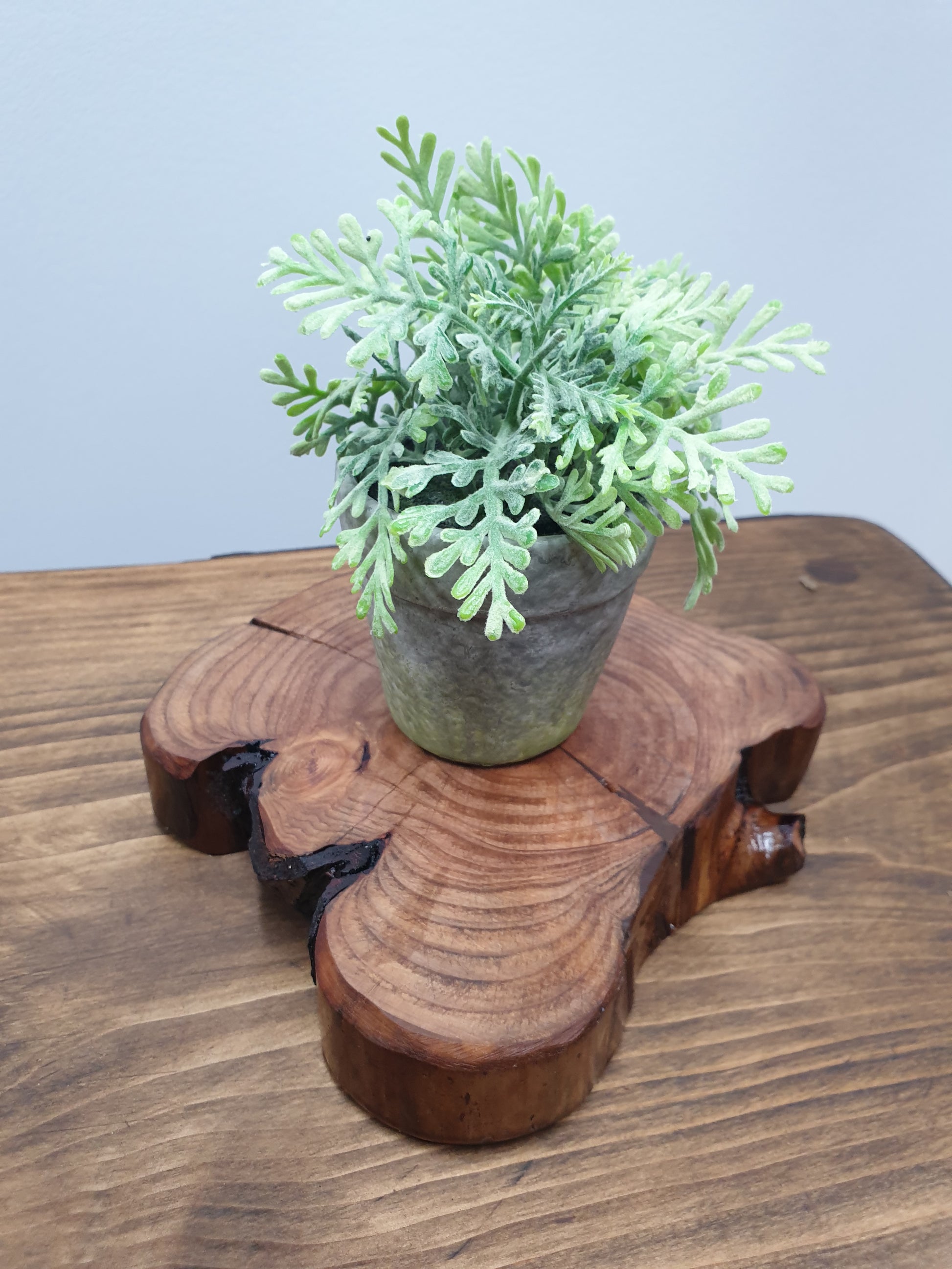 A potted plant sitting atop a log ring table centerpiece