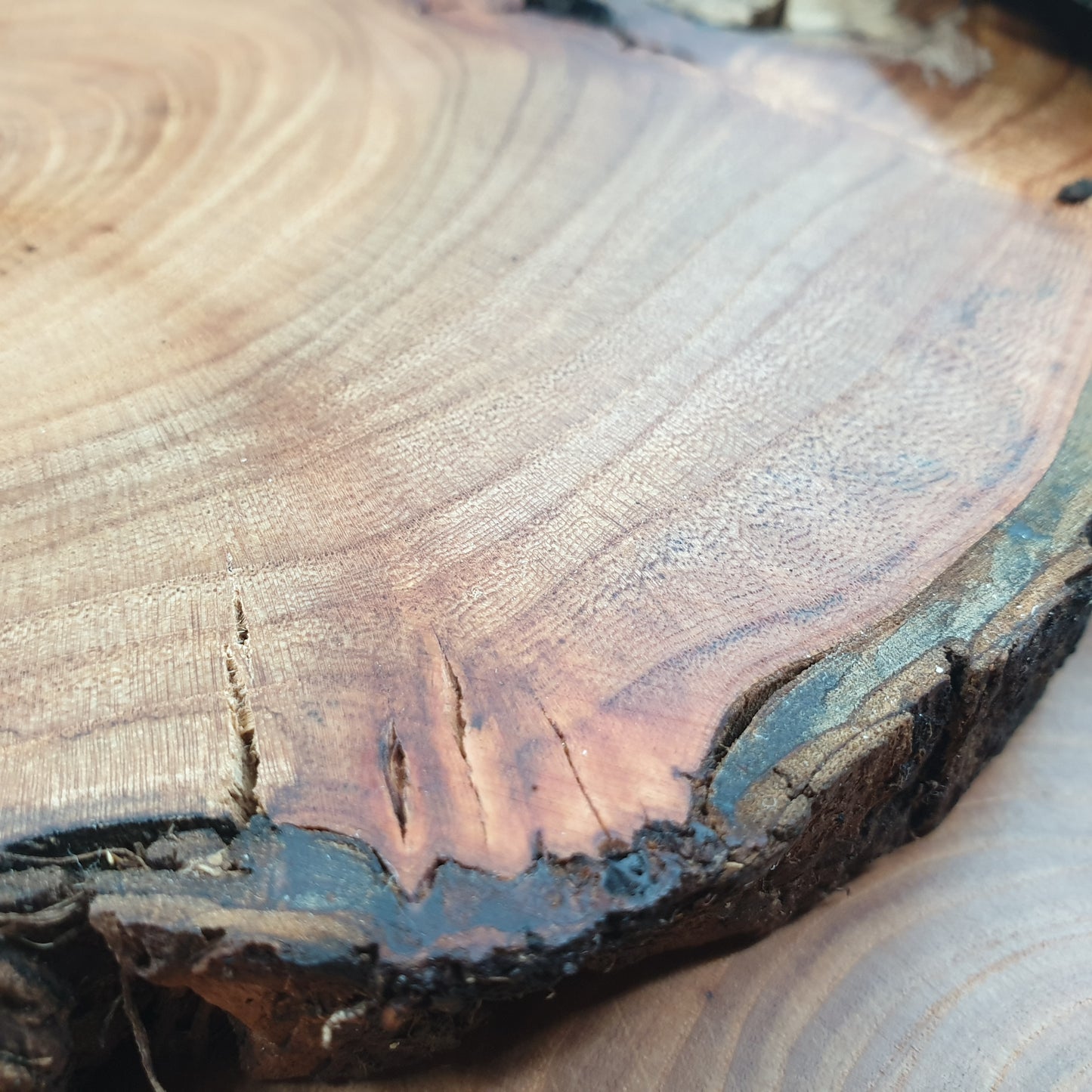 Live Edge Elm Place-mat/Table Centrepiece/Plant Stand