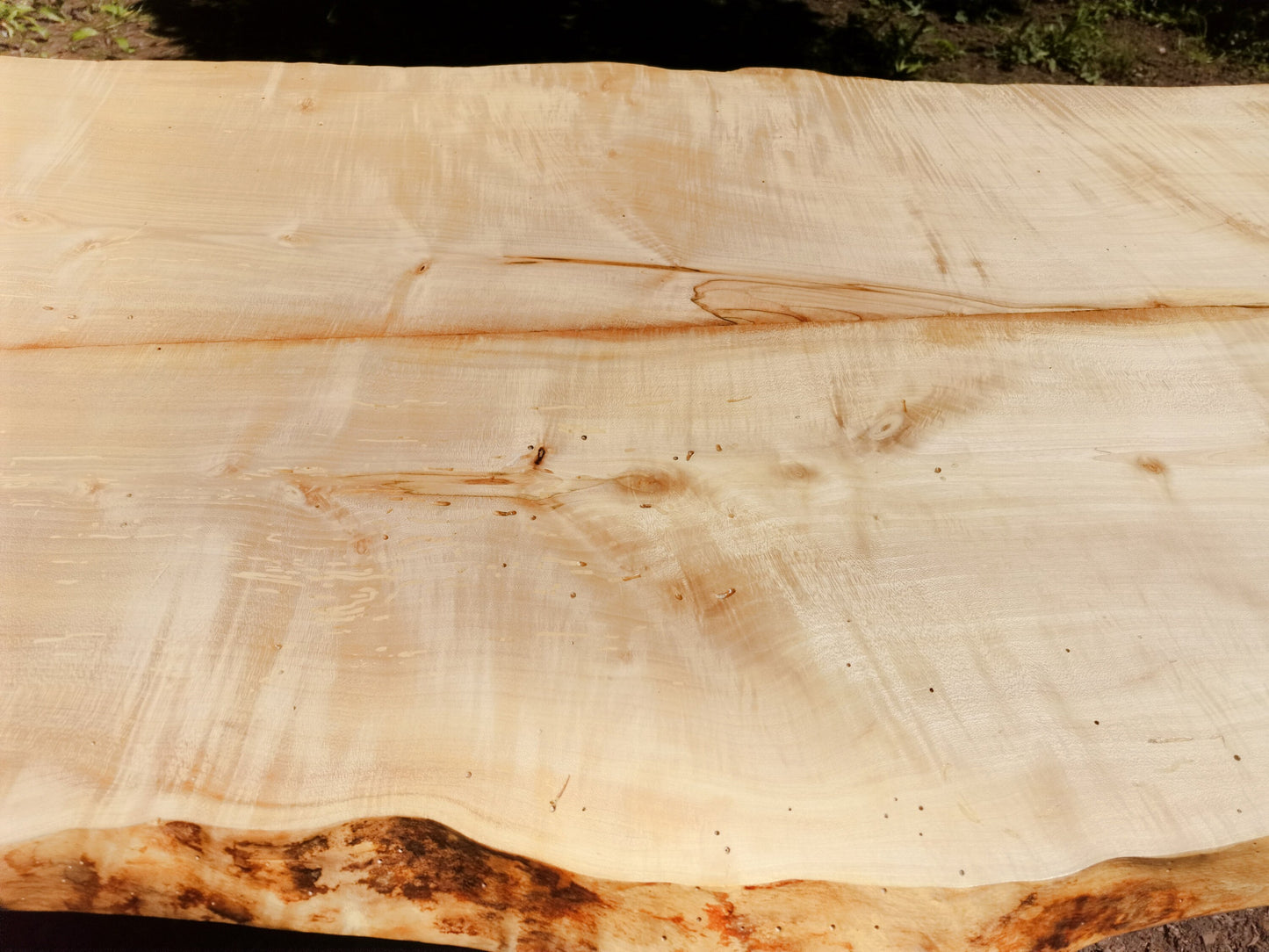 close up of woodworm holes in a sycamore table