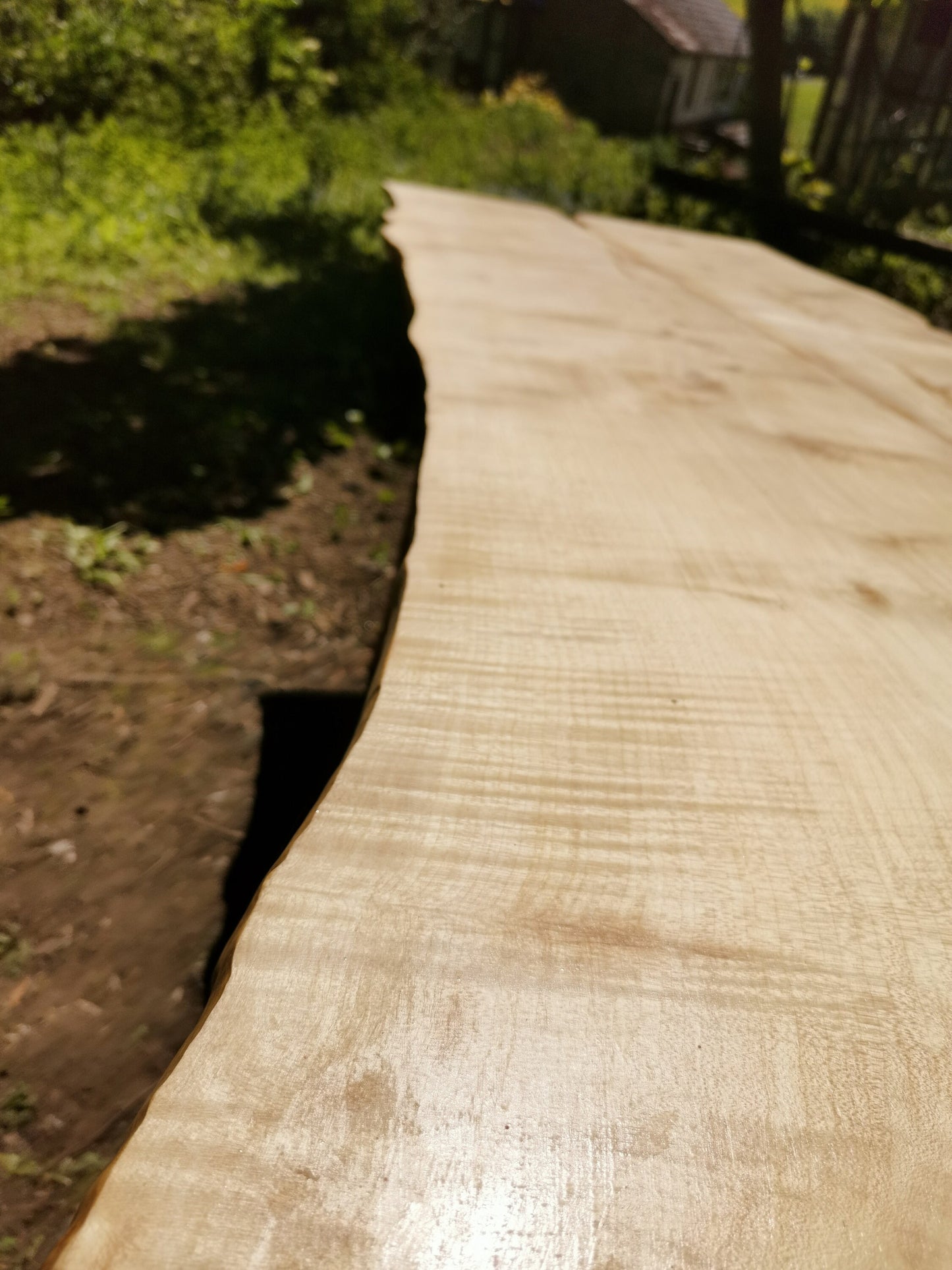 a lengthwise view of the ripple grain on the sycamore table surface